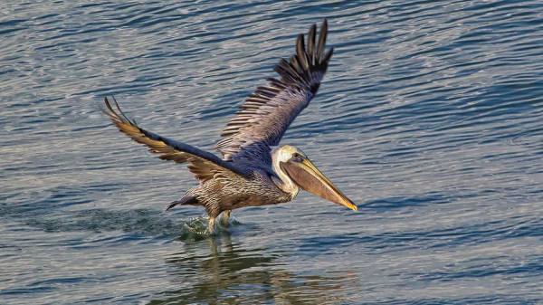 Photograph Karin De Winter The Pelican Has Just Landed on One Eyeland